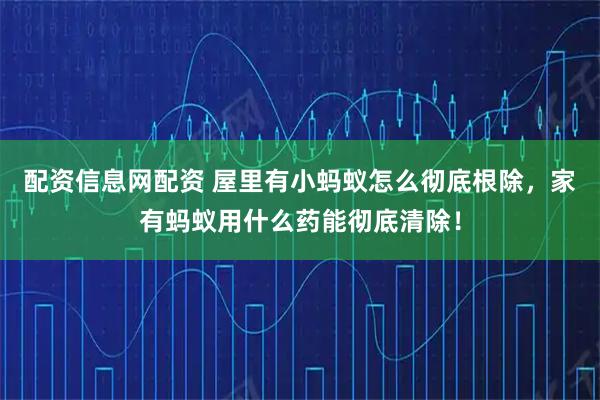 配资信息网配资 屋里有小蚂蚁怎么彻底根除,家有蚂蚁用什么药能彻底清除!